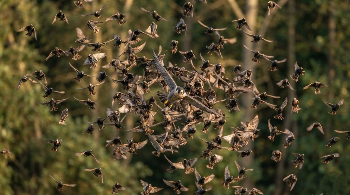 • A dramatic telephoto wildlife photograph of a white bird flock breaking formation and scattering to evade a pursuing hawk during golden hour