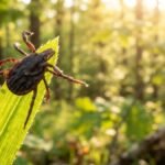 A hyper-detailed macro photograph of a deer tick questing on a blade of grass in vivid golden hour sunlight representing the focus keyword ticks hunt humans.